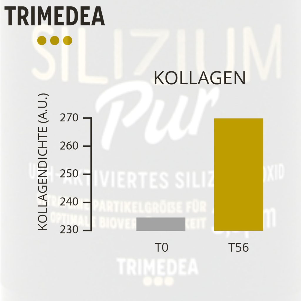 Silizium PUR Wirkung auf Kollagen